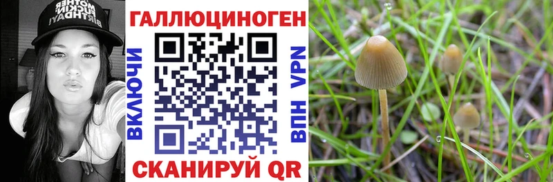 сайты даркнета Telegram сколько стоит Болохово Галлюциногенные грибы Psilocybine cubensis